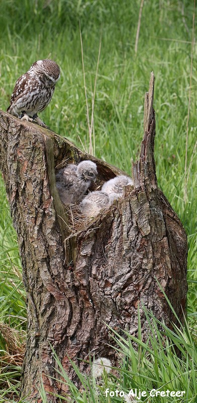 Vogels18.JPG