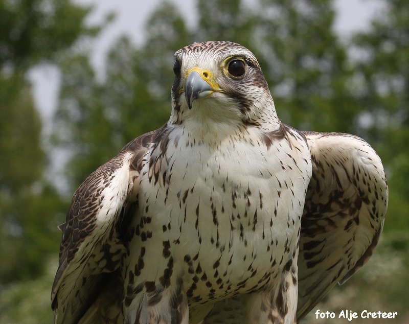 Vogels23.JPG