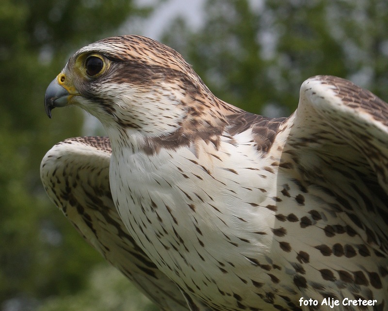 Vogels24.JPG