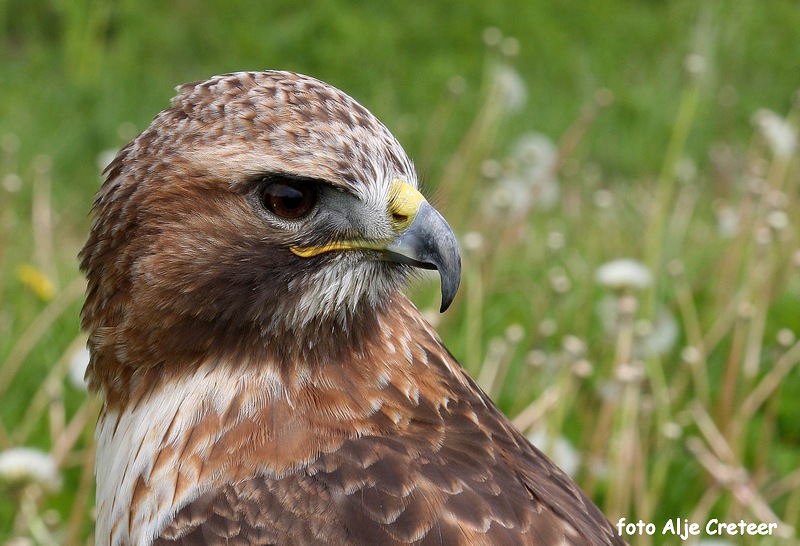 Vogels32.JPG