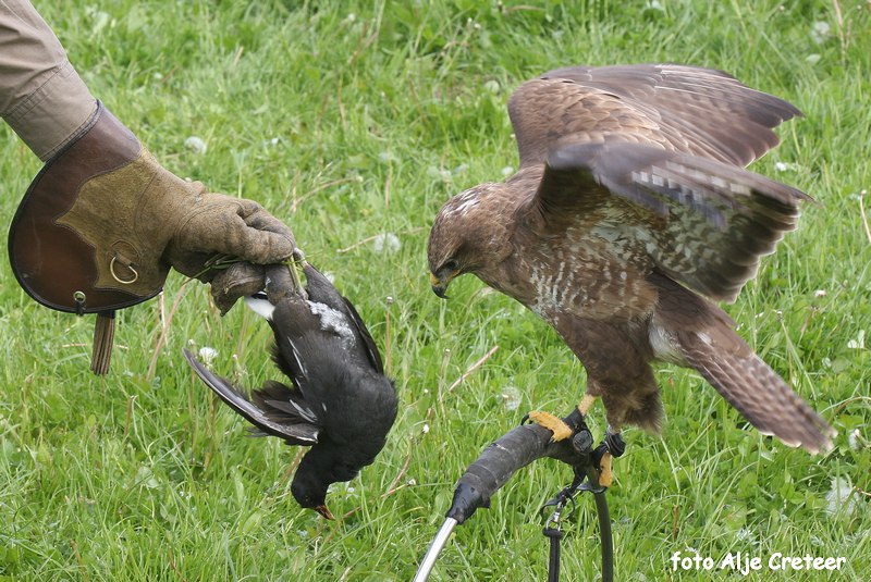 Vogels34.JPG