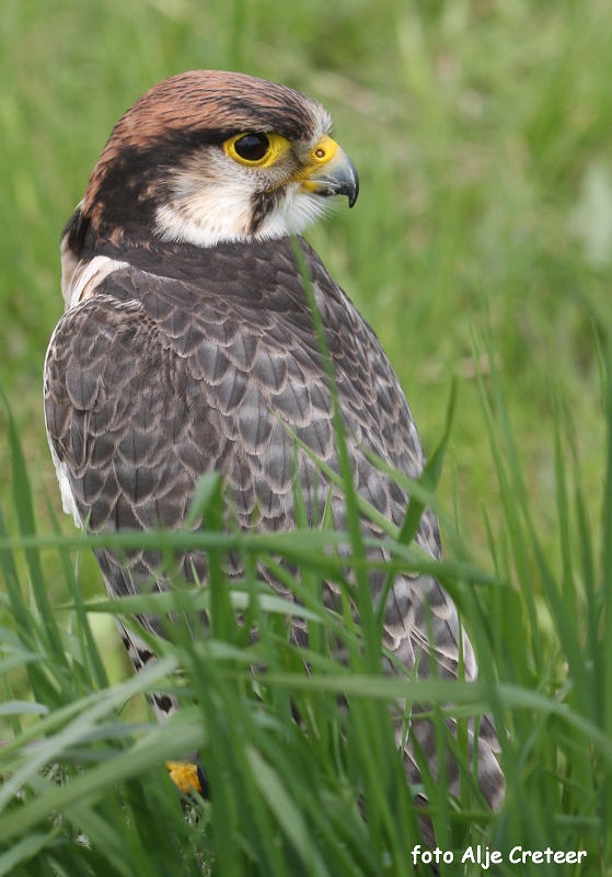 Vogels8.JPG