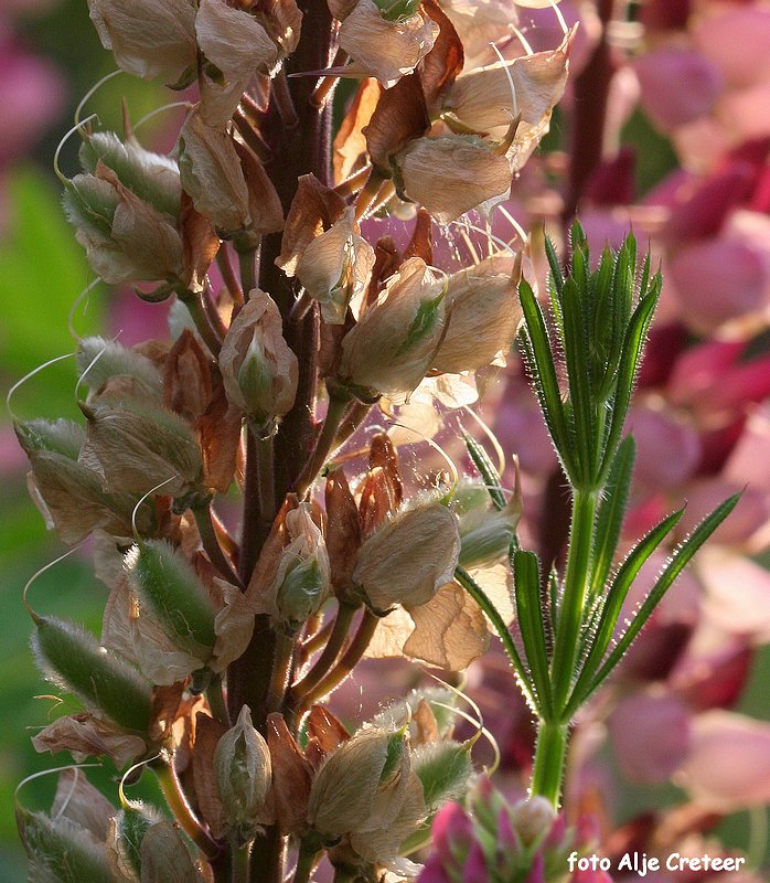 macroavondClubavond Juni 20.JPG