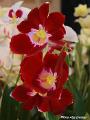 Orchideeen in Arcen