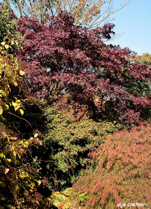 Herfst Arcen 2011 02-1.JPG