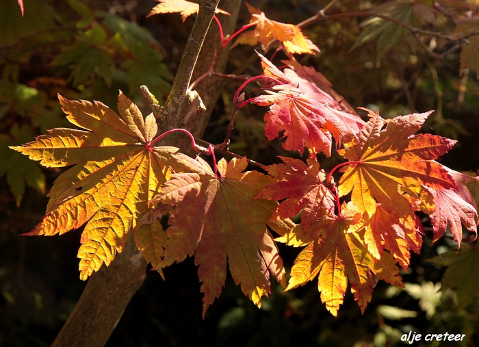 Herfst Arcen 2011 12-1.JPG