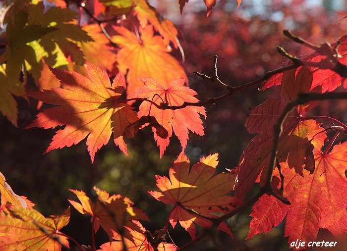 Herfst Arcen 2011 15-1.JPG