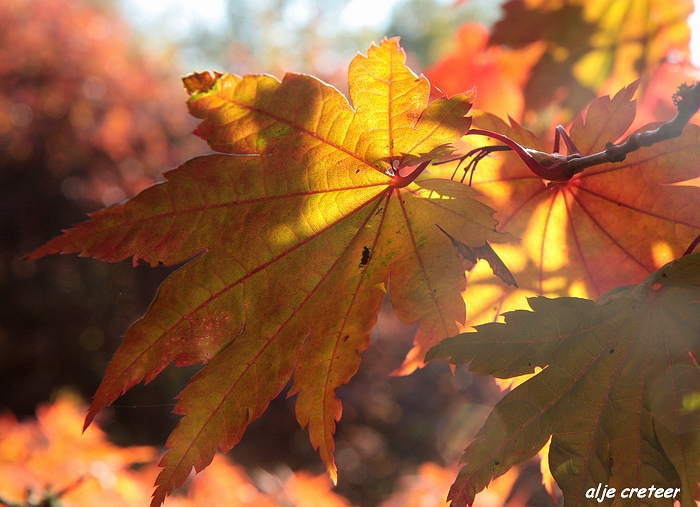 Herfst Arcen 2011 16-1.JPG