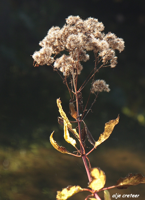 Herfst Arcen 2011 30-1.JPG