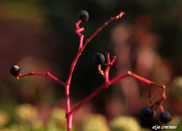 Herfst Arcen 2011 35-1.JPG