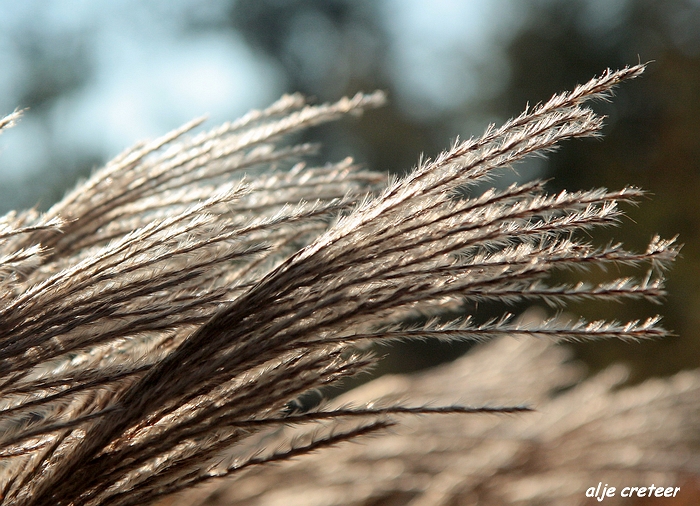 Herfst Arcen 2011 39-1.JPG