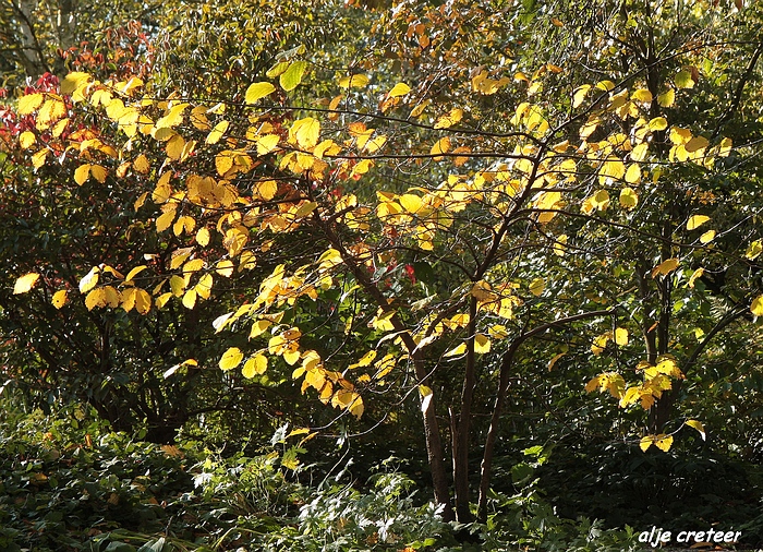 Herfst Arcen 2011 49-1.JPG