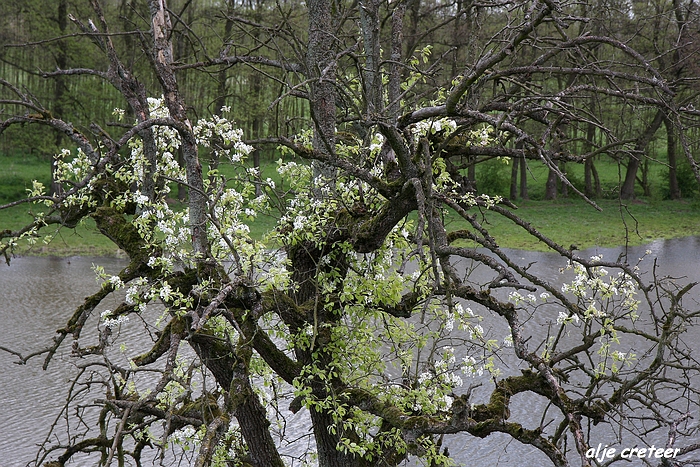 Linge en Lek route23.JPG