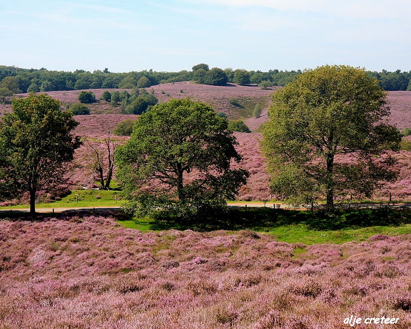 10.JPG - Veluwe zoom Posbank