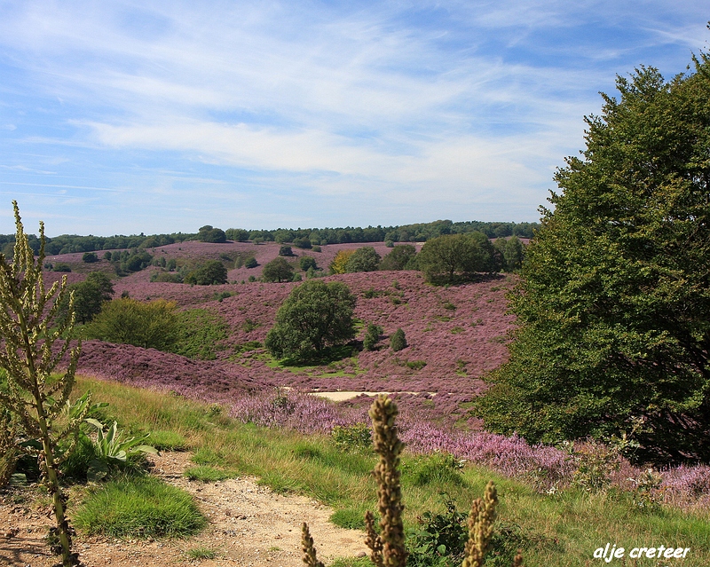 11.JPG - Veluwe zoom Posbank