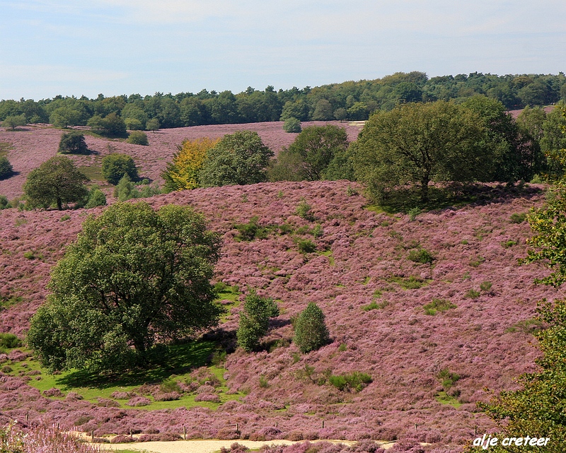 12.JPG - Veluwe zoom Posbank