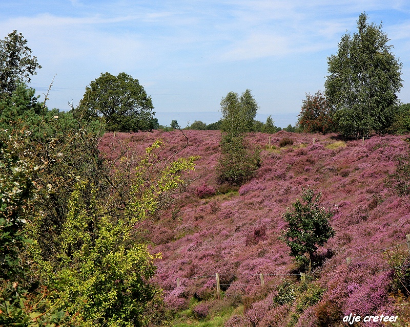 13.JPG - Veluwe zoom Posbank