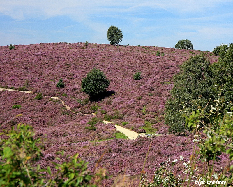 14.JPG - Veluwe zoom Posbank