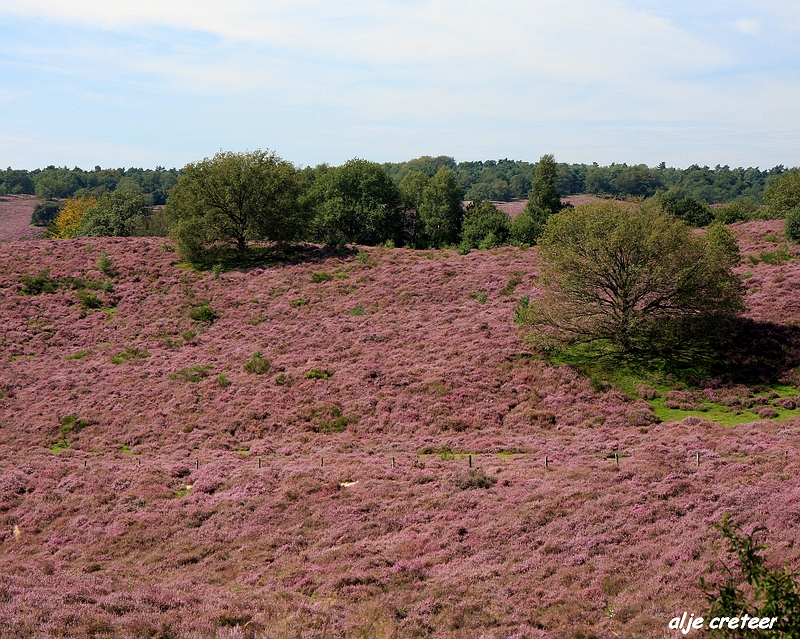 15.JPG - Veluwe zoom Posbank