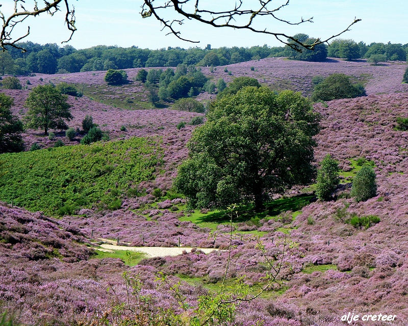 16.JPG - Veluwe zoom Posbank