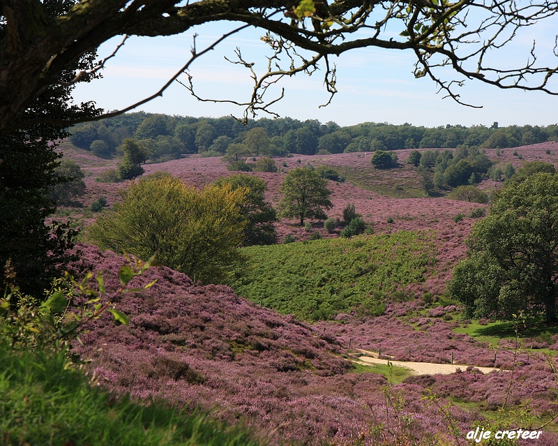 17.JPG - Veluwe zoom Posbank