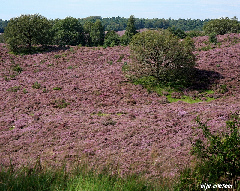 18.JPG - Veluwe zoom Posbank