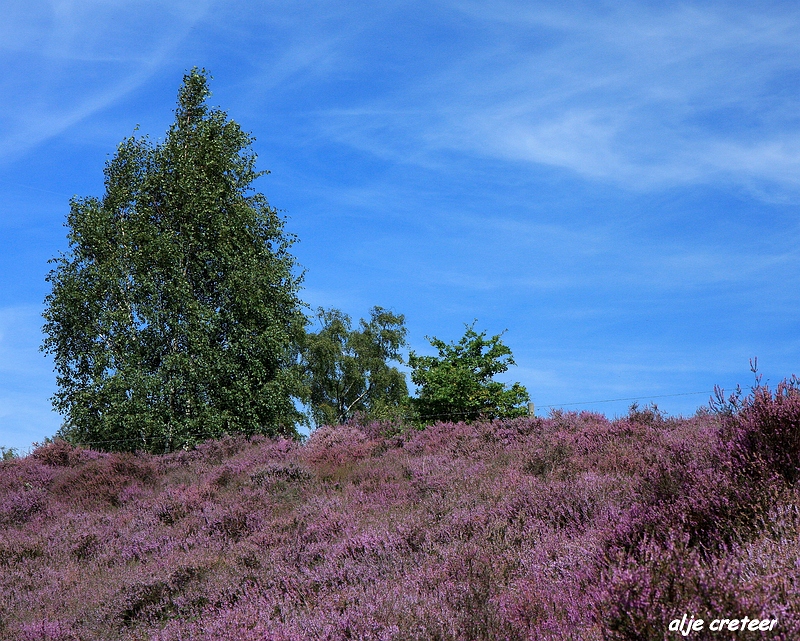 19.JPG - Veluwe zoom Posbank