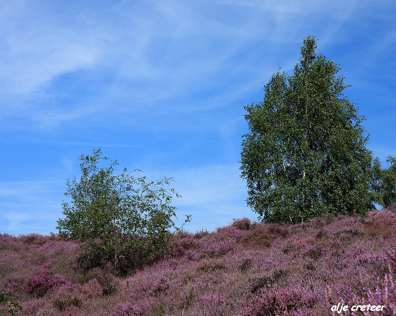 20.JPG - Veluwe zoom Posbank