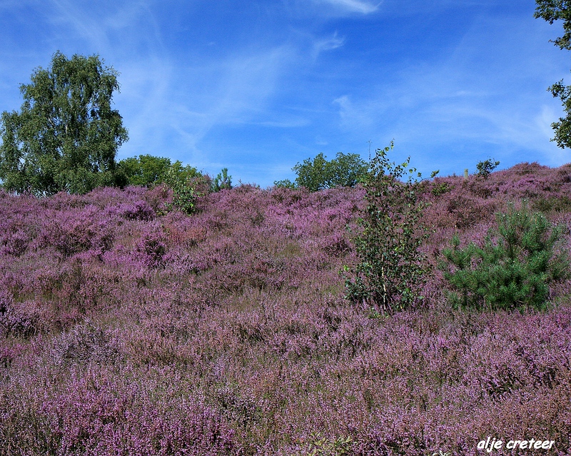 21.JPG - Veluwe zoom Posbank