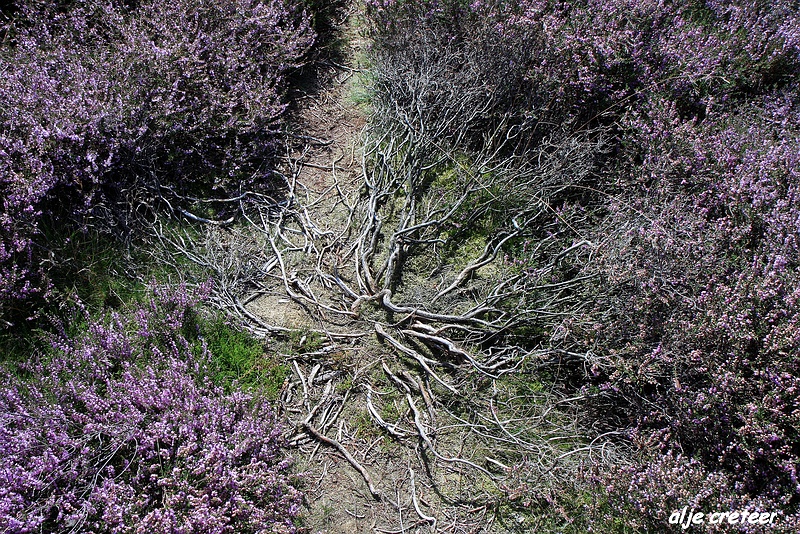 23.JPG - Veluwe zoom Posbank