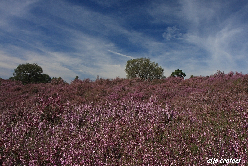 24.JPG - Veluwe zoom Posbank