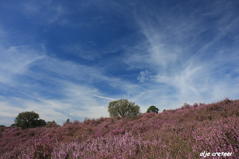 25.JPG - Veluwe zoom Posbank