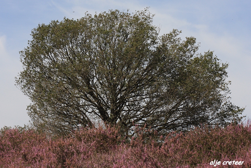 26.JPG - Veluwe zoom Posbank