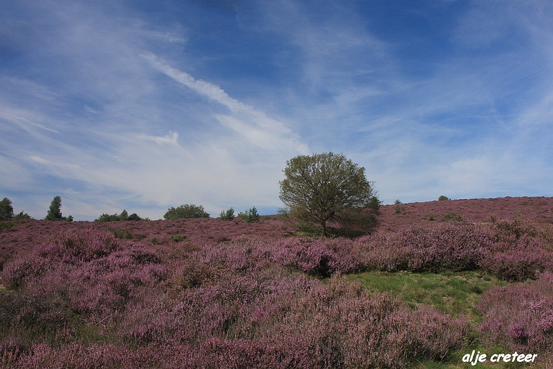 27.JPG - Veluwe zoom Posbank