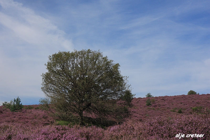 28.JPG - Veluwe zoom Posbank