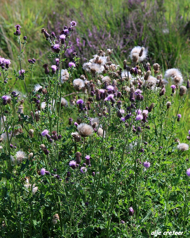 3.JPG - Veluwe zoom Posbank