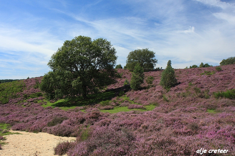 30.JPG - Veluwe zoom Posbank