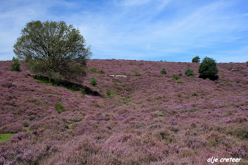 31.JPG - Veluwe zoom Posbank