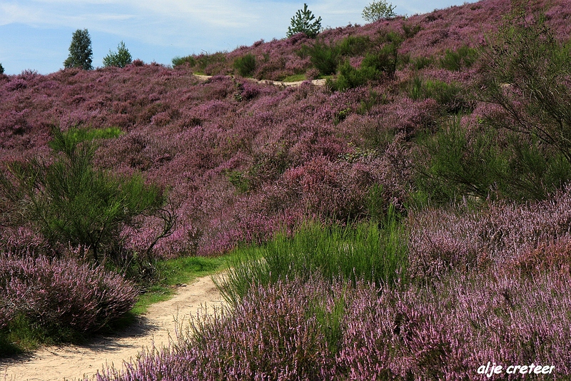 32.JPG - Veluwe zoom Posbank