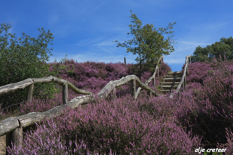 33.JPG - Veluwe zoom Posbank