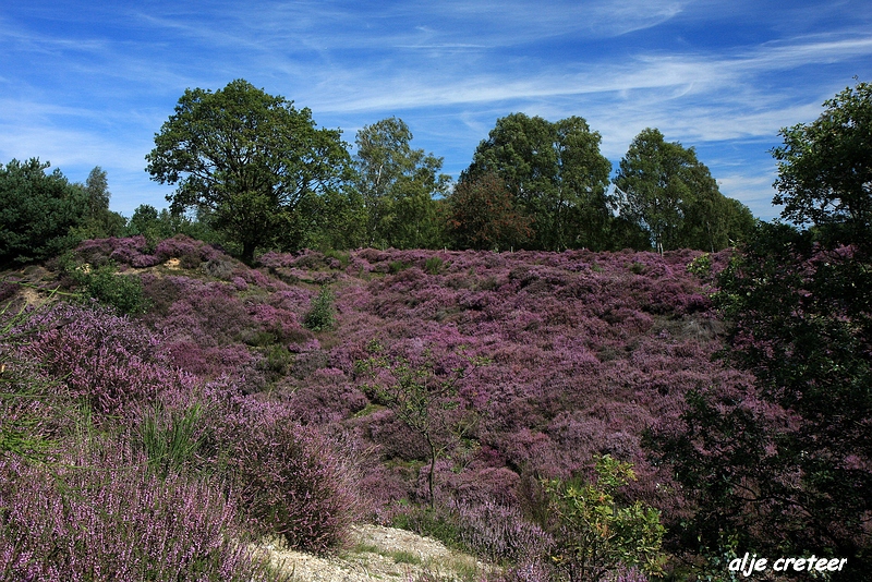 34.JPG - Veluwe zoom Posbank