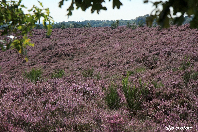 37.JPG - Veluwe zoom Posbank