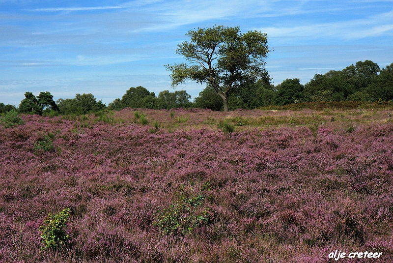 38.JPG - Veluwe zoom Posbank