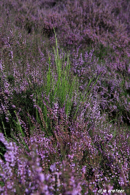 4.JPG - Veluwe zoom Posbank