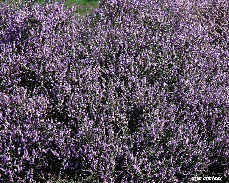 5.JPG - Veluwe zoom Posbank