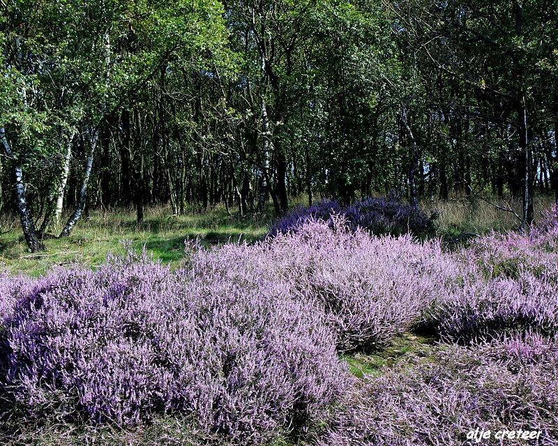 6.JPG - Veluwe zoom Posbank