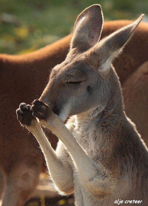 Dierenpark Overloon12.JPG