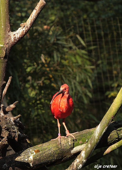 Dierenpark Overloon14.JPG