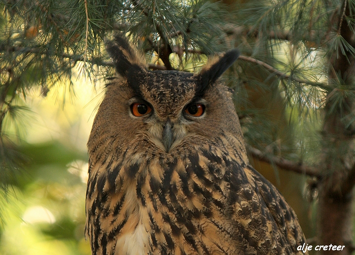 Dierenpark Overloon19.JPG