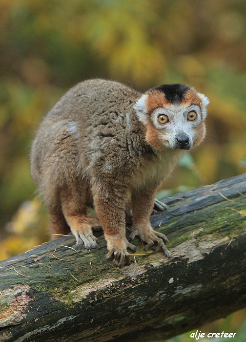 Dierenpark Overloon22.JPG